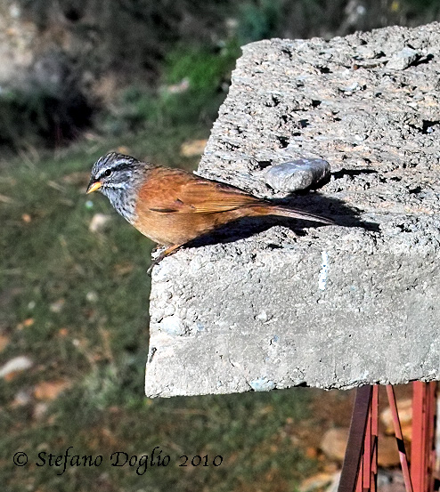 zigolo delle case (Emberiza sahari) in Marocco